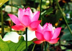 Vietnam Adventure Tours
